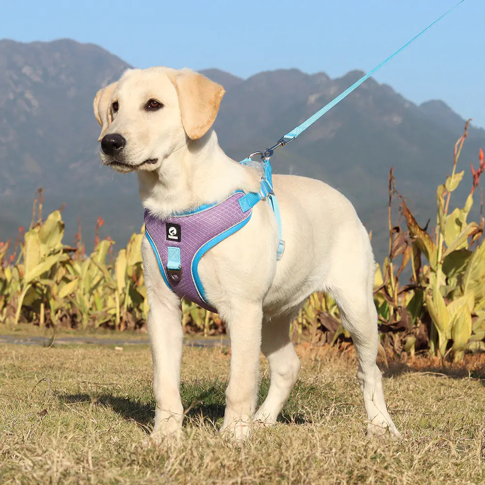 Adjustable Pet Harness with Leash