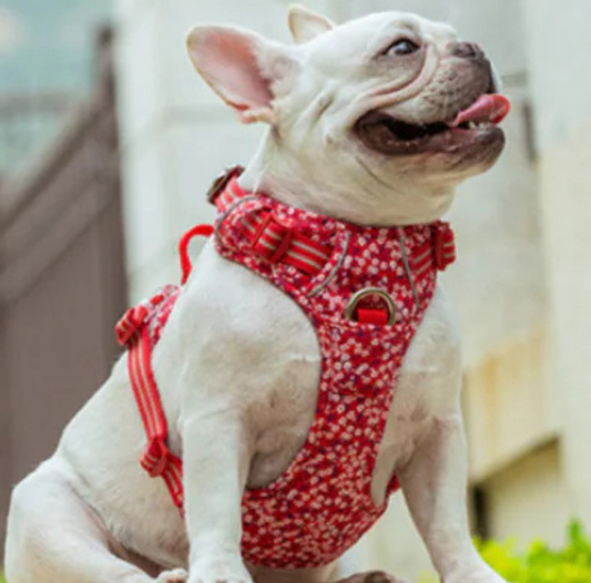Dog Leash and Vest Harness Set